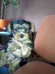 Щенки йоркшерского терьера