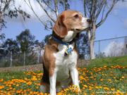 Гостиница для собак под Киевом