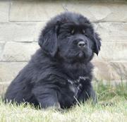 Предлагаем щенков Тибетского Мастифа