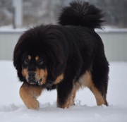 Тибетский мастифф. Щенки