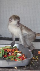 Зеленая мартышка,  обезьянка