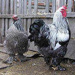 Продам яйца инкубационные породы Брама 