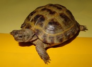 Черепаха степная (Testudo horsfieldii)