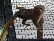 Мармозетка Гельди (Callimico goeldii) пара