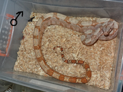 Удав обыкновенный морфа «ХОГ АЙЛЭНД» (Boa constrictor HOG ISLAND)