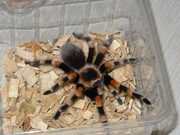Brachypelma annitha,  Megaphobema robustum,  Grammostola pulchra,  пауки