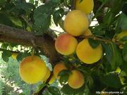 ТПО предлагает саженцы плодовых, ягодных и декоративных культур