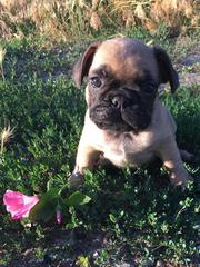 Продаю щенков Французского бульдога