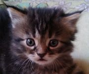 Мейн-кун.Котята от 2 месяцев