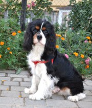 Предлагаю щенкa Кавалер Кинг Чарльз Спаниель