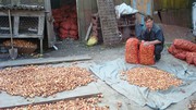Продам репку штутгартен на выгонку зелени