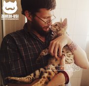 Коты саванна ф1 у вас дома