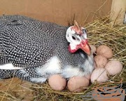 Цесарки,  инкубационные яйца