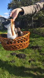 Котята,  дарують радість життя.