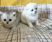 Шотландцы эксклюзивного окраса шиншилла и шиншилла поинт
