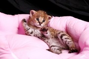 Домашний Сервал ( Serval, сервал, котята)