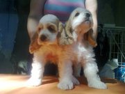 американский кокер спаниель(цветники),  Хмельницкий