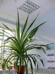 Панданус,  Винтовое дерево или Винтовая пальма — Pandanus - Комнатные р