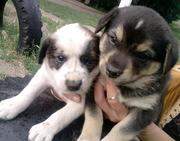 Великолепный крупный щенка!  