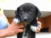 отдам щенка в хорошие руки