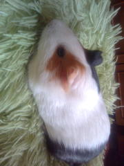 МОРСКИЕ СВИКИ , породы РОЗЕТОЧКА (метисы)