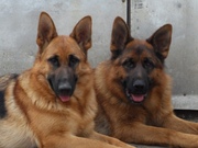 ПРДАМ ЩЕНКОВ НЕМЕЦКОЙ ОВЧАРКИ