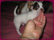 Мини-мальчик чихуахуа