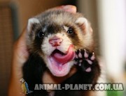 декоративный хорек