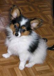 Куплю (недорого) или Приму в дар Щенка (кобель)