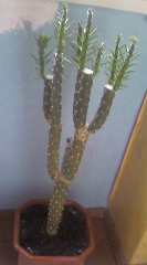 Продам Аустроцилиндропунцию,  Запорожье