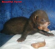 Beautiful_Ferret  Питомник декоративных хорьков!