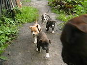 Стафф щенки http://staff-terer.at.ua