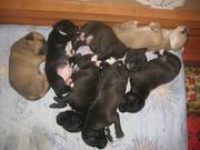 щенки амер. стафффтерьера