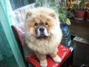 Продам подрощенного чау-чау,  9, 5 мес.,  мальчик,  рыжий