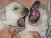 ЛАБРАДОРЧИКИ ДЛЯ ВАС