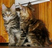 Самые БОЛЬШИЕ КОТЫ Мейн Кун. Продажа котят Питомник 