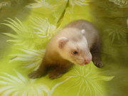 Продам декоративных хорьков.