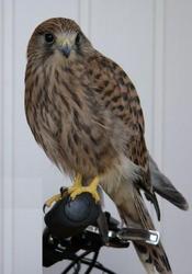 Сокол пустельга хищник