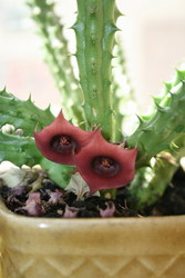 Суккуленты недорого