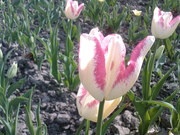 луковицу голланских тюльпанов