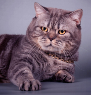 Британские короткошерстные клубные котята с отличной родословной