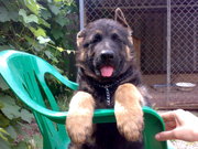 Щенки Немецкой овчарки/Кировоград