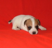 Джек рассел и Бигль -супер щенки из профпитомника Спирит Дриим-Богема 