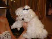 Продаются  щенки Мальтезе 