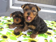 Продаю йоркширских терьеров