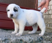 Щенки среднеазиатской овчарки (алабай)