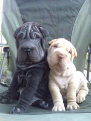 Щенки ШАР-ПЕЯ от титулованных родителей.