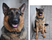 ПРОПАЛА НЕМЕЦКАЯ ОВЧАРКА