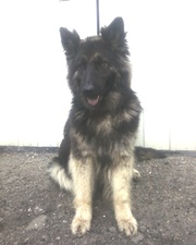  щенки немецкой овчарки