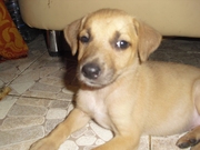 Щенки в дар хорошим людям!